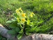 Primula x polyantha
