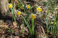 Narcissus pseudonarcissus