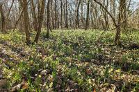 Narcissus pseudonarcissus