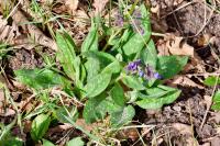 Pulmonaria longifolia