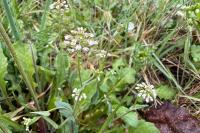 Microthlaspi perfoliatum