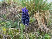 Muscari neglectum