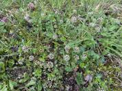 Microthlaspi perfoliatum