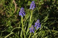Muscari neglectum