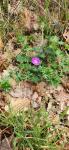 Geranium sanguineum