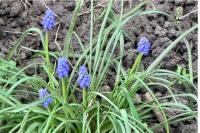 Muscari