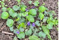 Viola odorata
