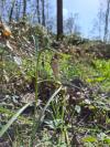 Fritillaria meleagris