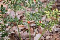 Ruscus aculeatus