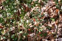 Ruscus aculeatus