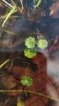 Hydrocotyle vulgaris