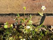 Saxifraga tridactylites