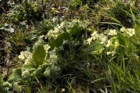 Primula vulgaris
