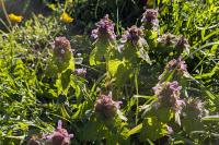 Lamium purpureum