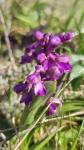 Anacamptis morio