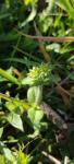 Cerastium glomeratum
