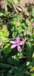 Erodium cicutarium