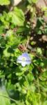 Veronica persica