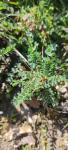 Poterium sanguisorba