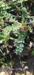Poterium sanguisorba