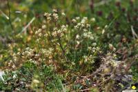 Trinia glauca