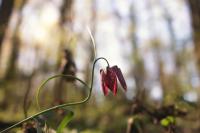 Fritillaria meleagris
