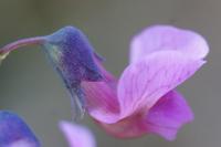Lathyrus linifolius