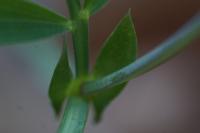 Lathyrus linifolius