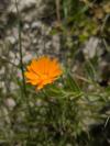 Calendula arvensis