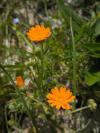 Calendula arvensis