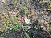 Teesdalia nudicaulis