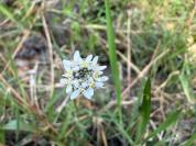 Teesdalia nudicaulis