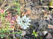 Teesdalia nudicaulis