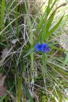 Aegonychon purpurocaeruleum