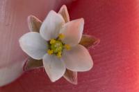 Spergula arvensis