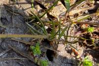 Spergula arvensis
