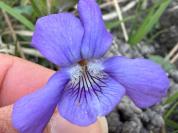 Viola riviniana