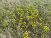 Euphorbia cyparissias