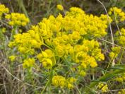 Euphorbia cyparissias