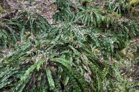 Asplenium scolopendrium