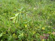 Euphorbia esula