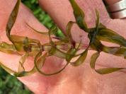 Elodea nuttallii