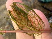 Myriophyllum spicatum