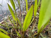 Alisma lanceolatum