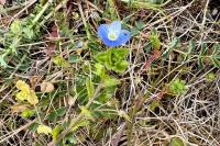 Veronica persica