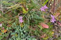 Erodium cicutarium