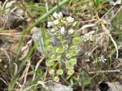 Microthlaspi perfoliatum