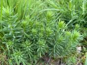 Linaria vulgaris