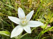 Ornithogalum divergens