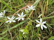 Ornithogalum divergens